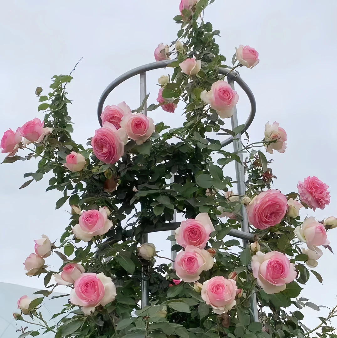 粉色沙龙特大苗爬藤月季庭院花卉浓香大花耐寒四季开花