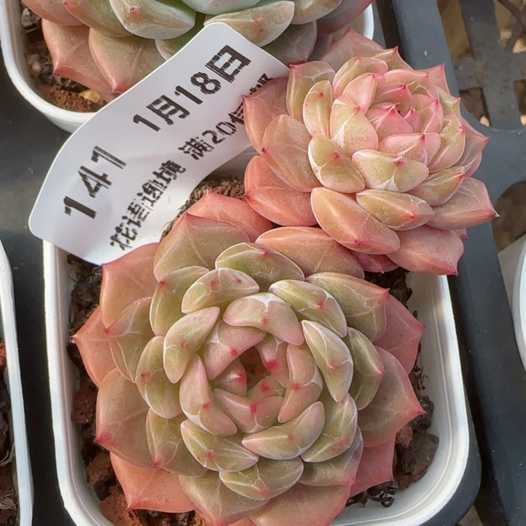 花语逸镜0118-141晴川