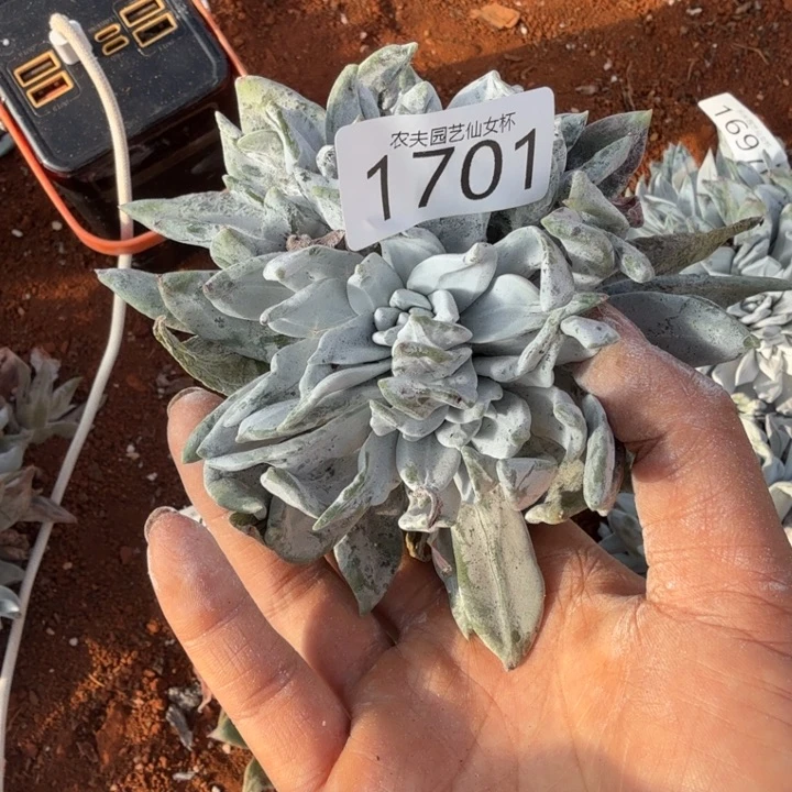 3代杂交仙女杯多肉福利处理瑕疵