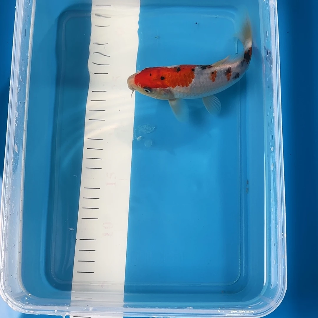 渔悦锦鲤三选蓝宝石大正一尾