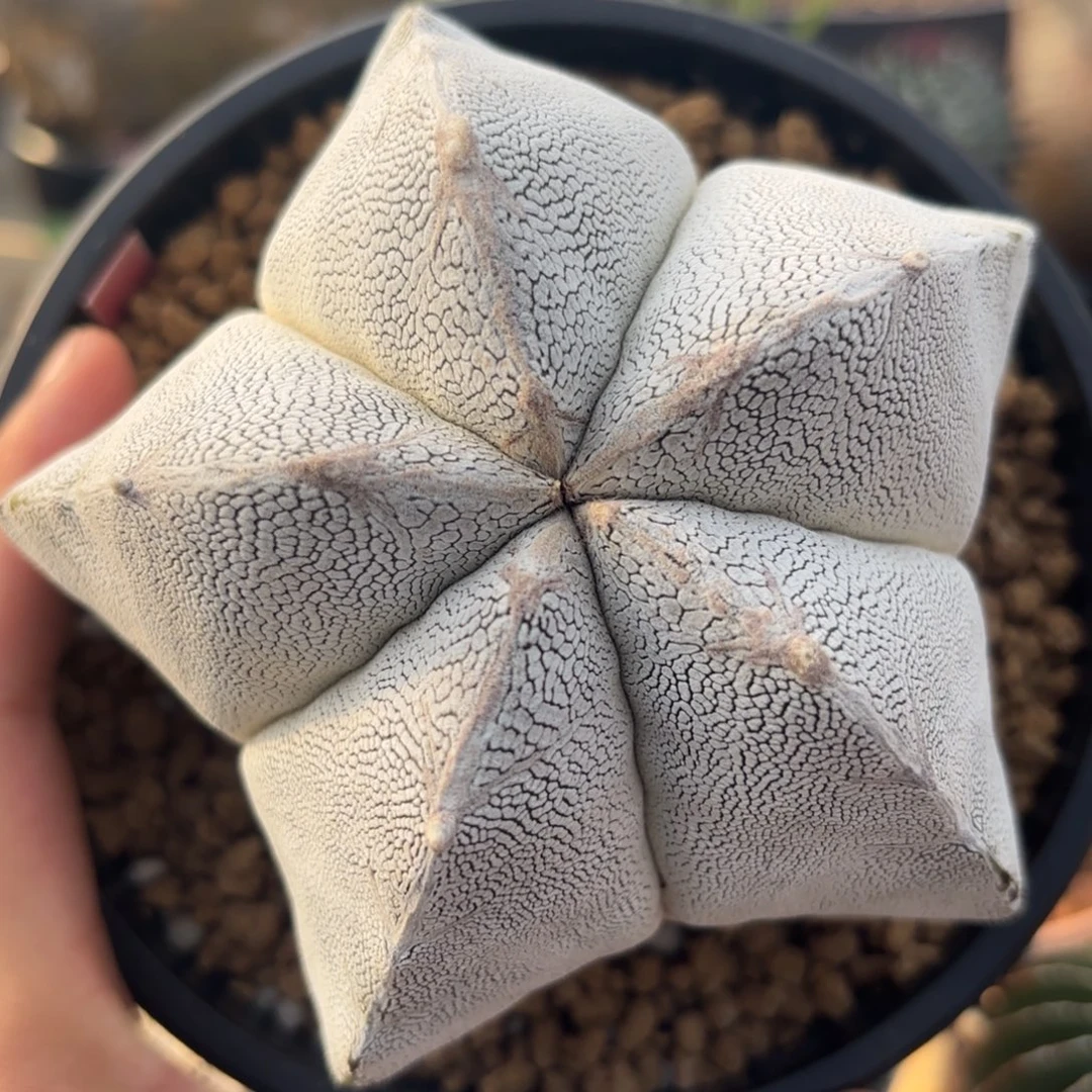 完全开放日系山川恩冢g