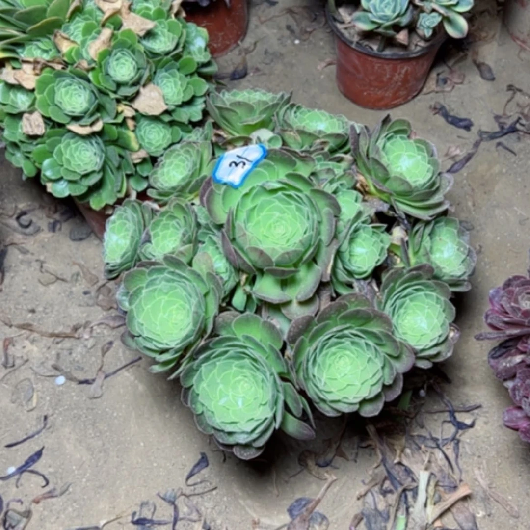 【闪购商品】多肉植物圣罗兰31