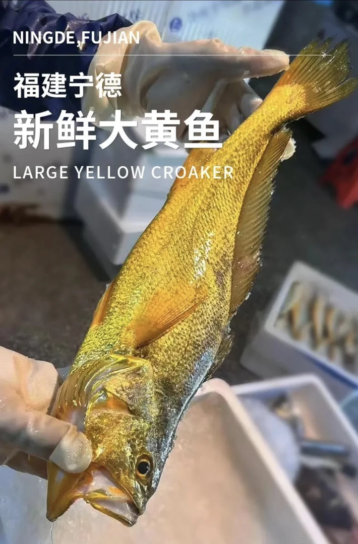 【8-9两】正宗福建宁德半野化大黄鱼