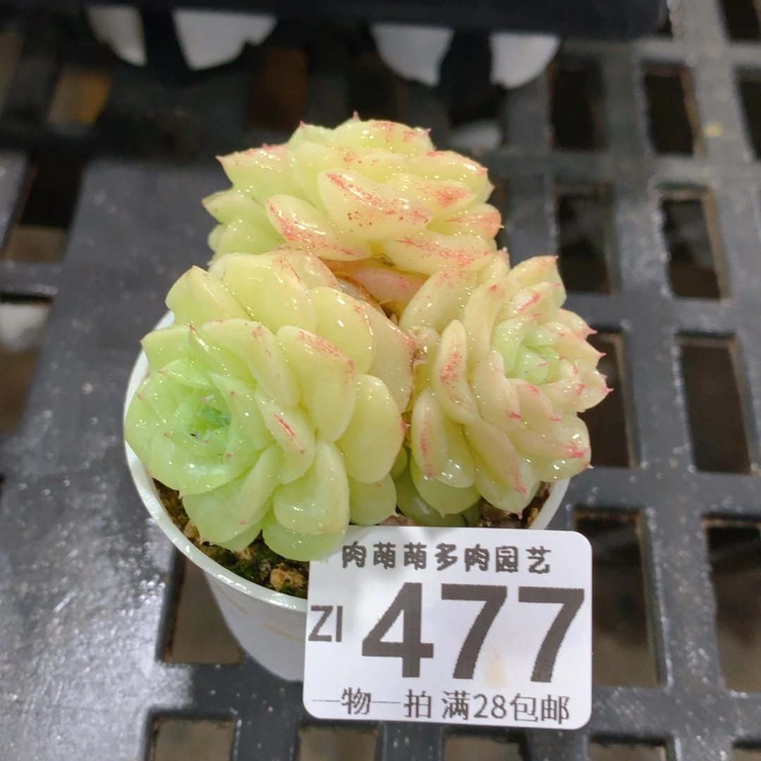 肉萌萌拇指盆精控多肉ZI477