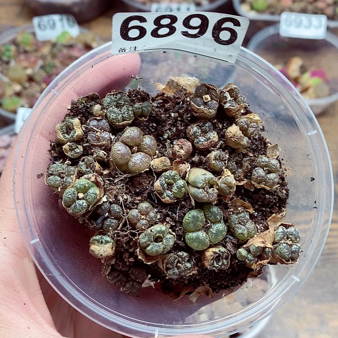 6896勋章和他最重要