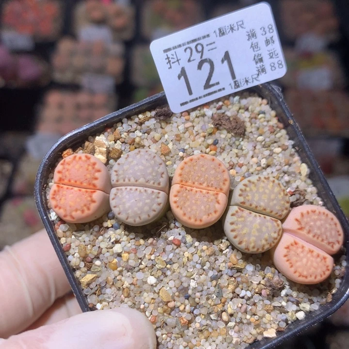 精品生石花29.121