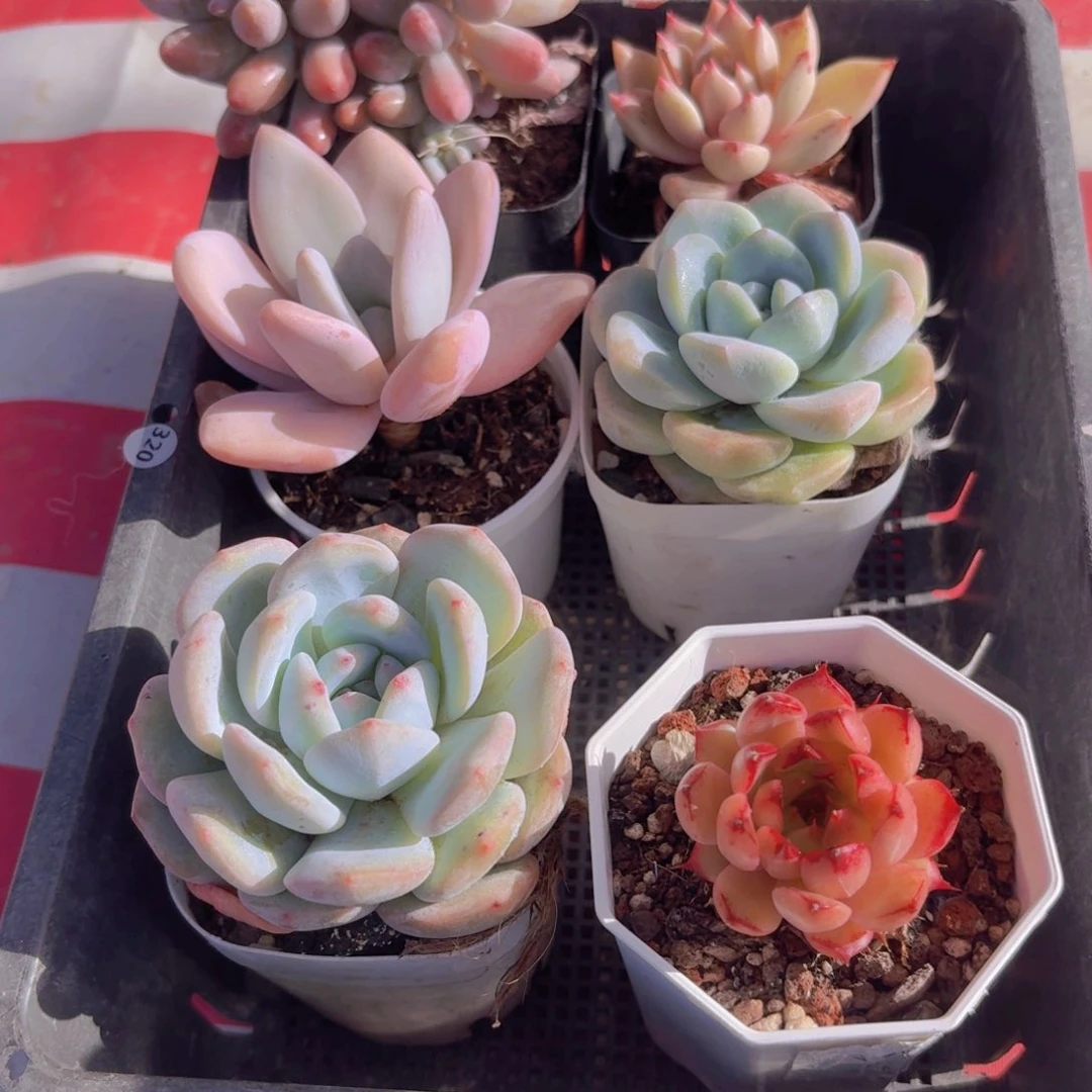 框拍多肉植物6颗18.8