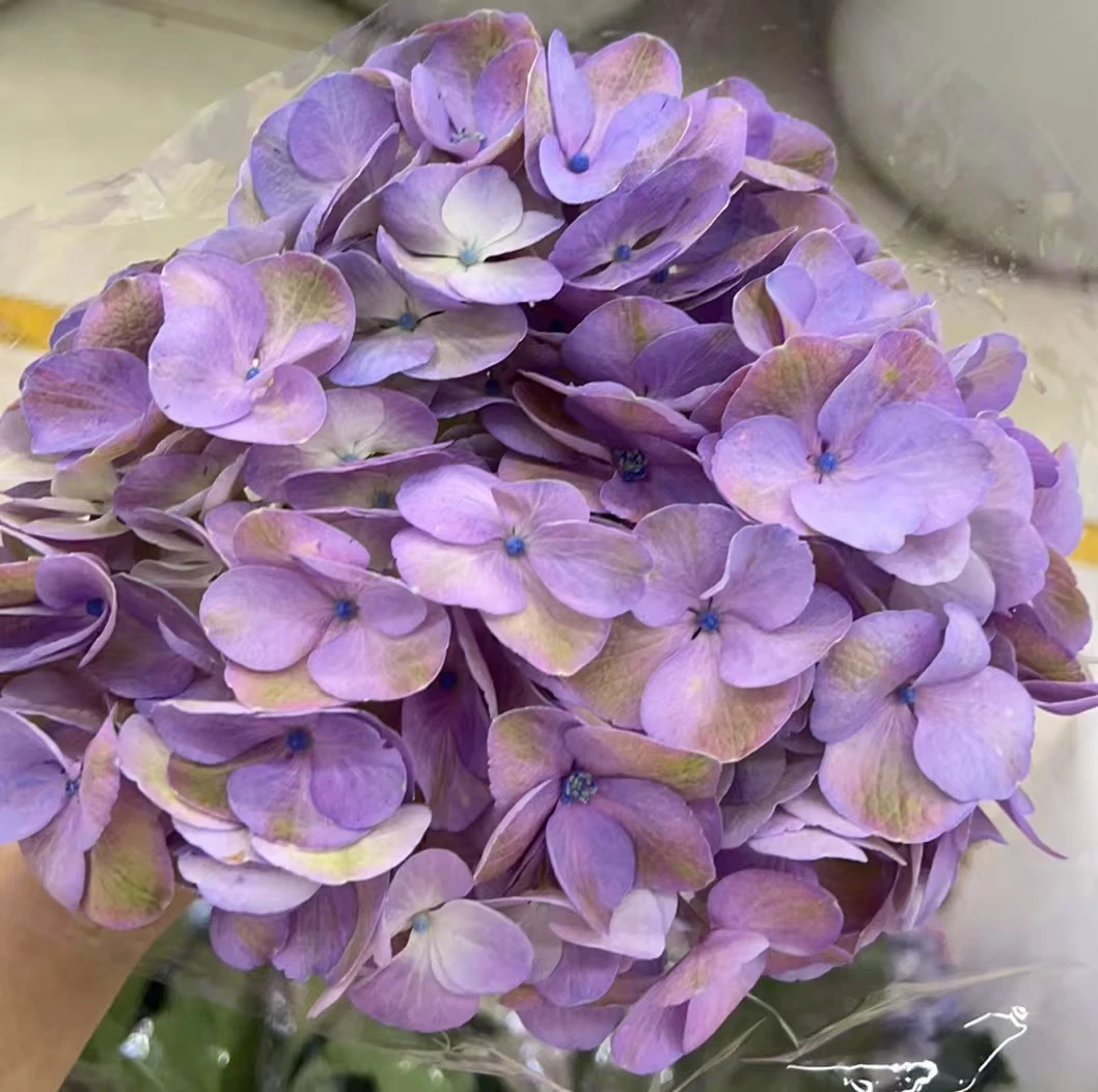 【甜蜜幻想绣球鲜花】云南产地直发 | 新鲜采摘