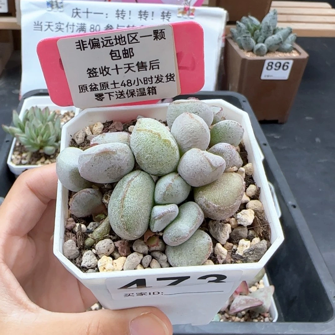 473硬叶白蛋多肉