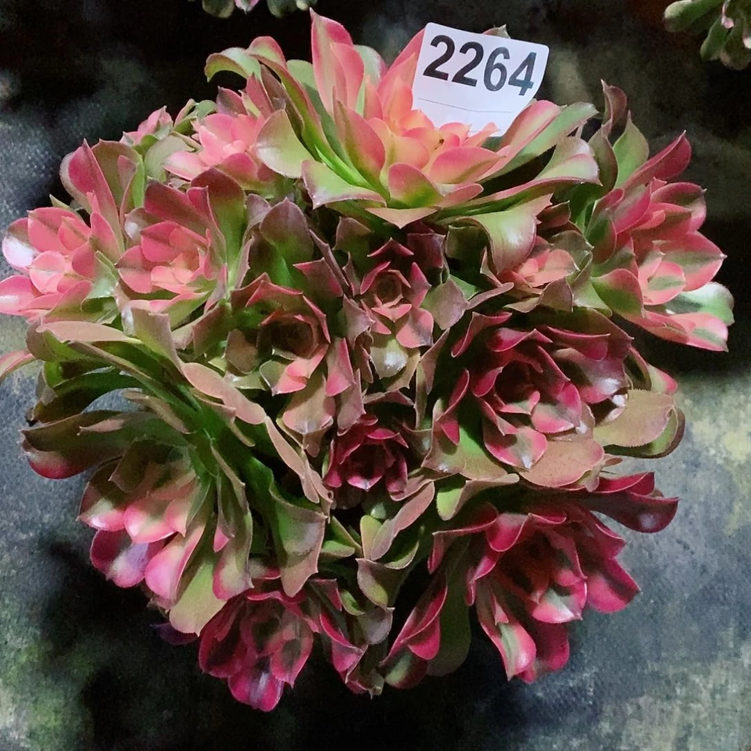 红陶你****！2264香妃妖头4多肉阴阳