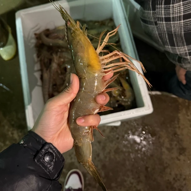 【活虾】渤海湾纯野生海捕活对虾（山东威海发货/单只活冻）