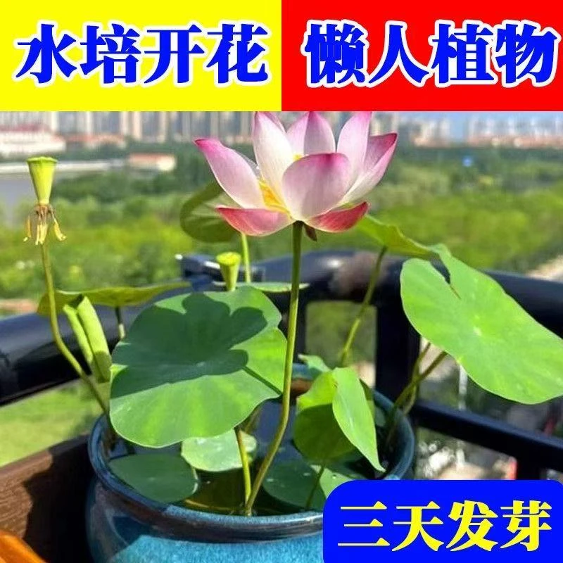 碗莲种水培植物四季开花盆栽睡莲荷花阳台水生水养室内绿植花卉
