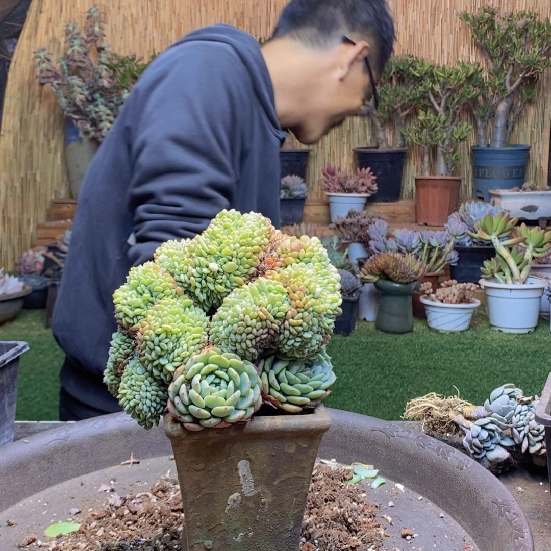 格****?30 号白胖子多肉