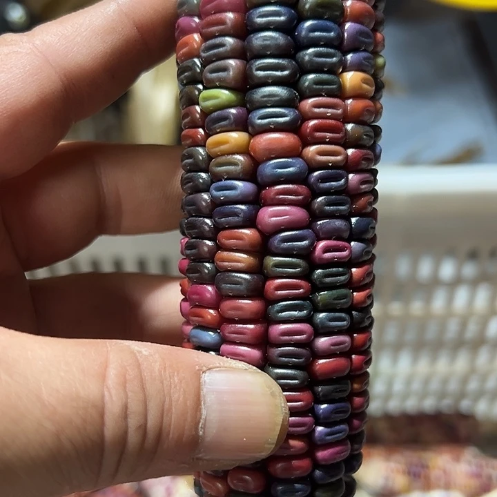 古***玉大叶紫檀（黑酸枝木类）