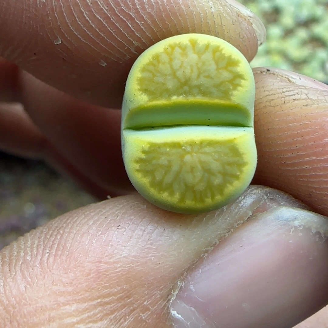 172 生石花大棚直播