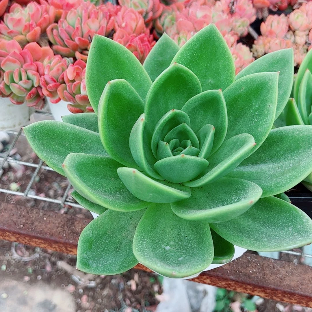 翠花大单头精品特价