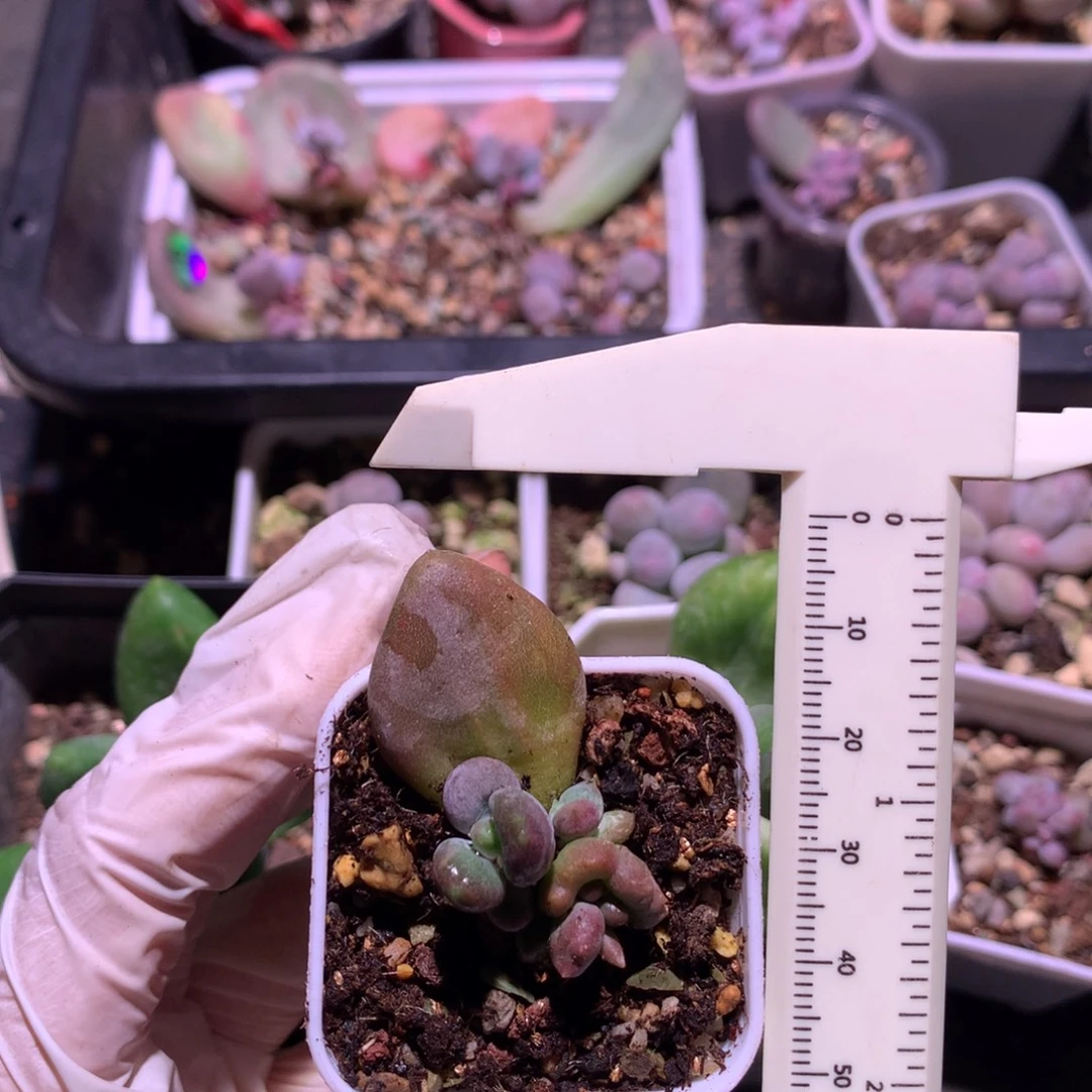 暴***骨红红火火恍恍惚惚乌里韦亚