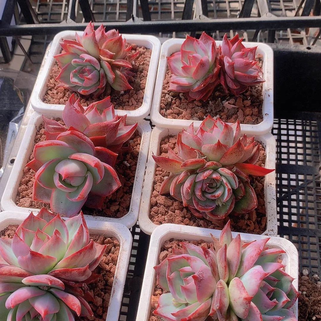 双头惊鸿捡漏345689000000