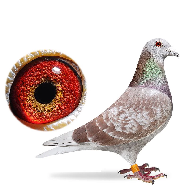 信鸽种鸽成绩鸽大户