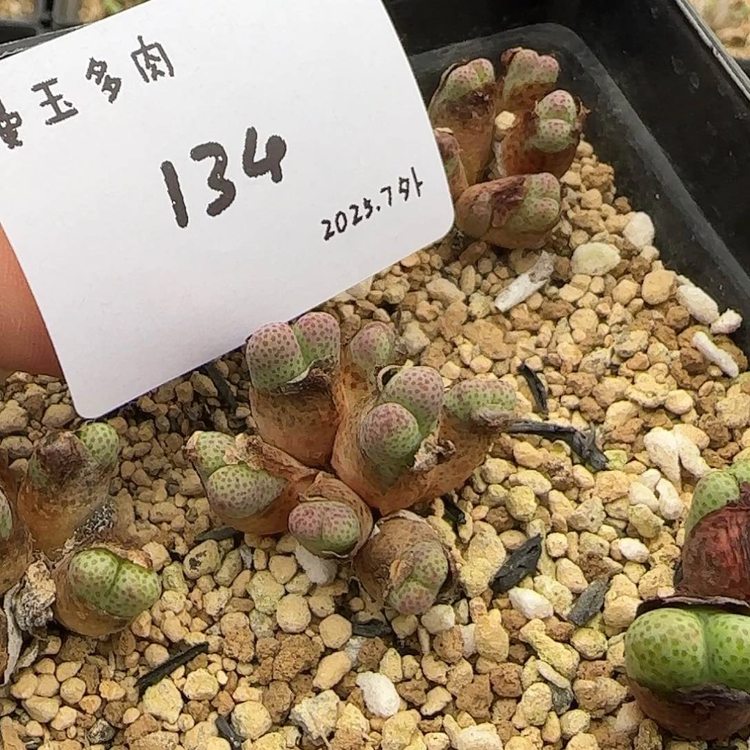 ***多肉多肉多肉7–134