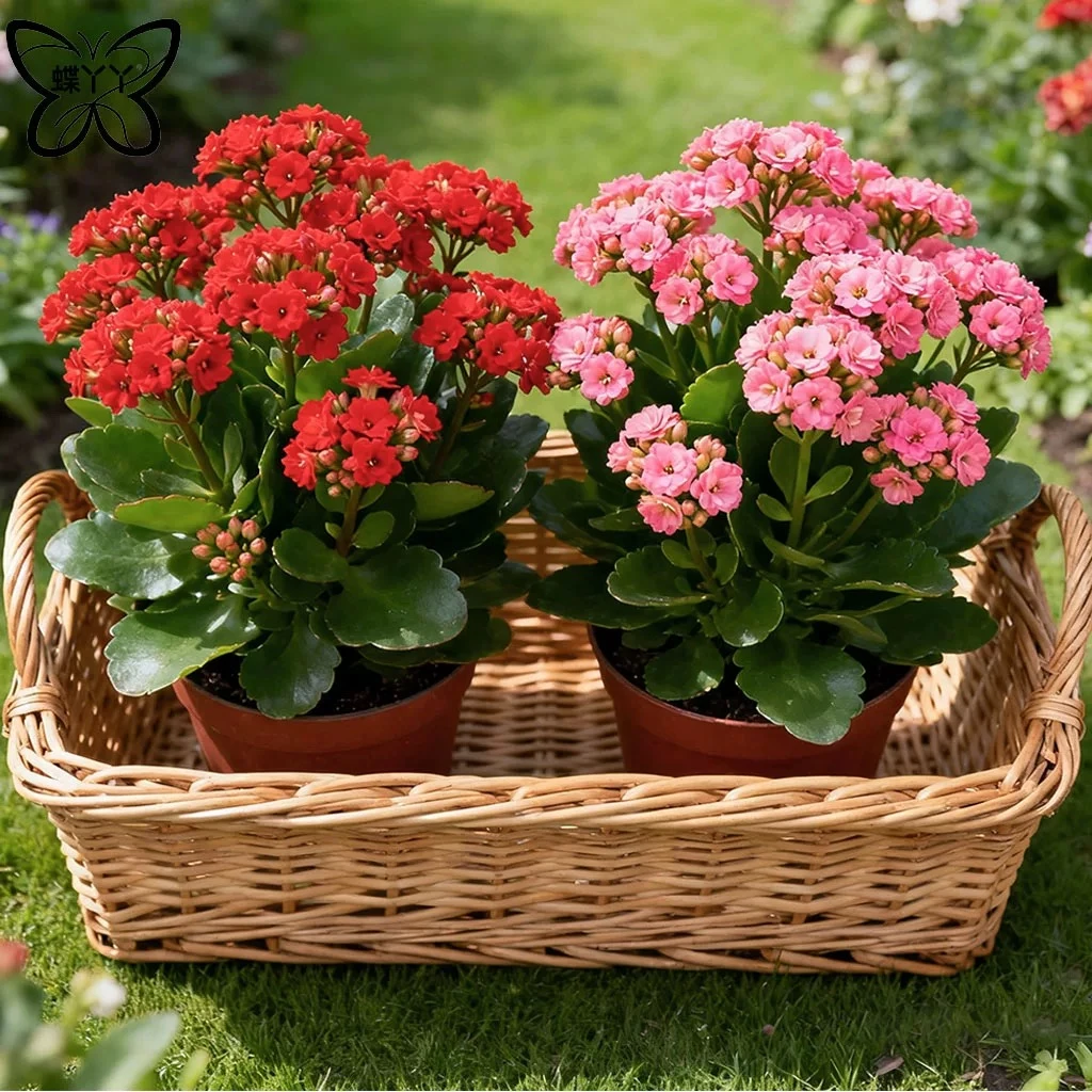 长寿花盆栽重瓣金狐狸大花带花苞花苗绿植室内开花好养的花卉植物