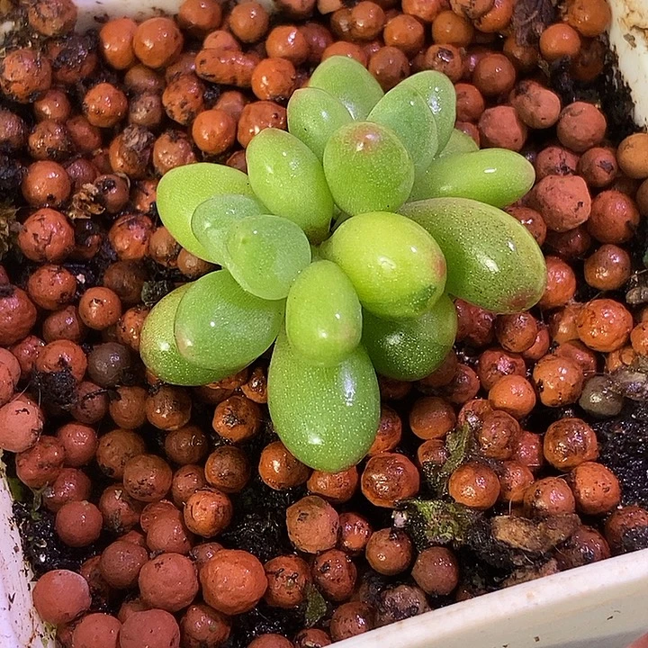 苹果奶酪锦多肉植物中