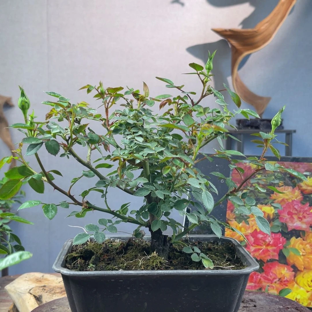 少量花朵（建议范围：2朵-5朵 或40%以下）国****牛