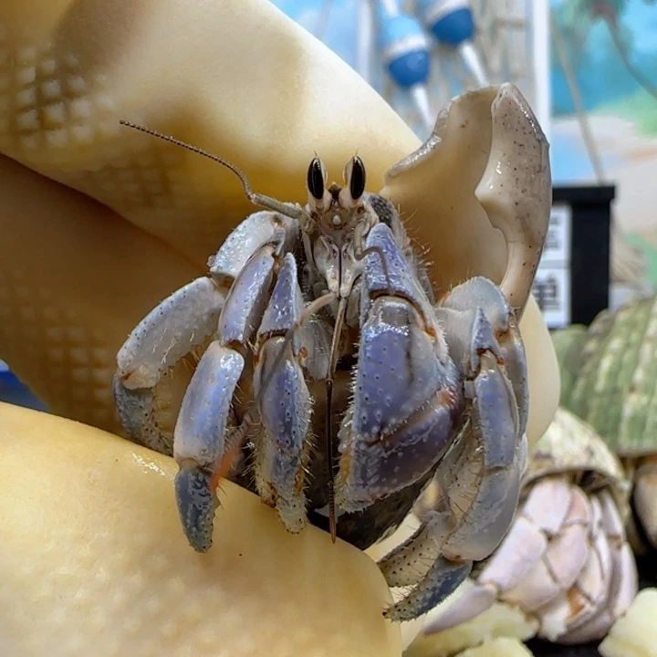 A35浅牛仔蓝 紫陆豆1.7cm口径