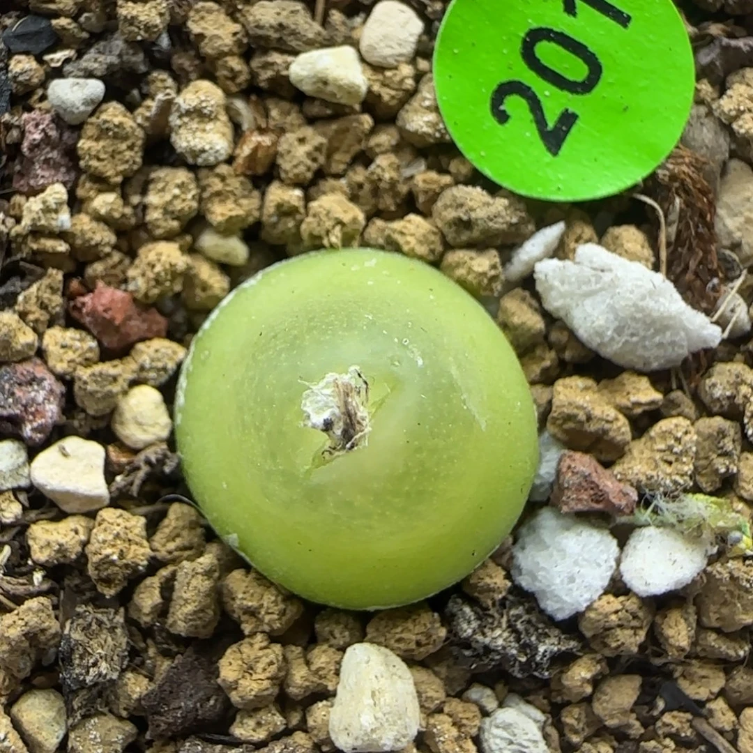 大葫芦1.4多肉植物201