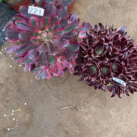 两颗法师一物一拍