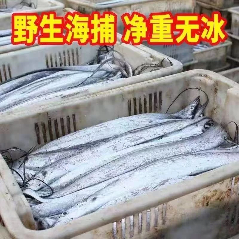 正宗黄海湾带鱼 新鲜野生海捕带鱼