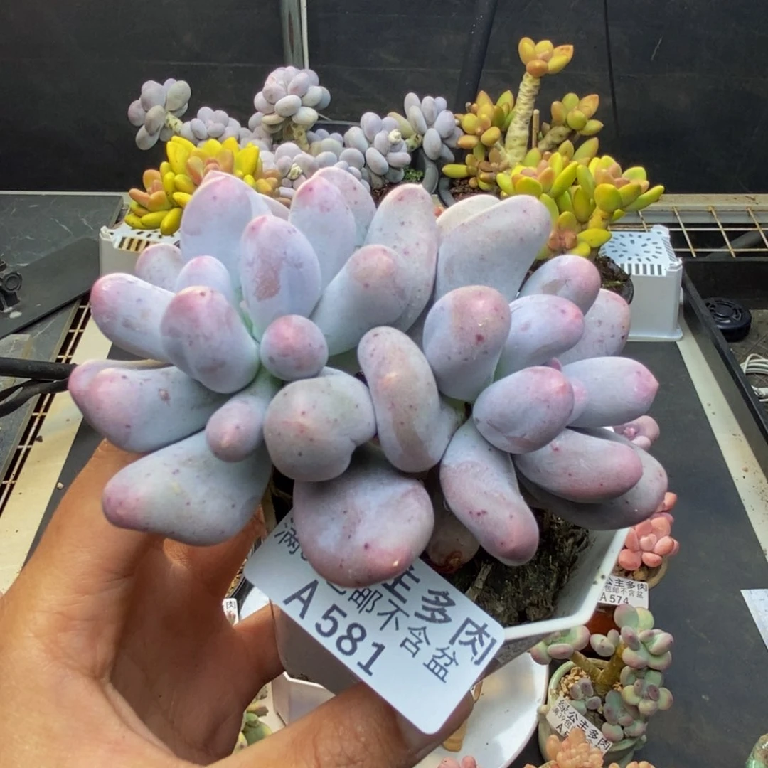 581米可奶多肉7c m