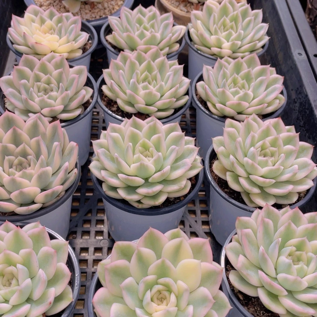 量拍47号 月亮仙子锦单头一个