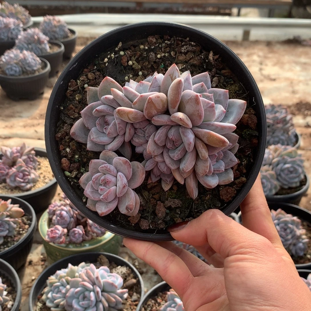 石榴籽无砍3花花花