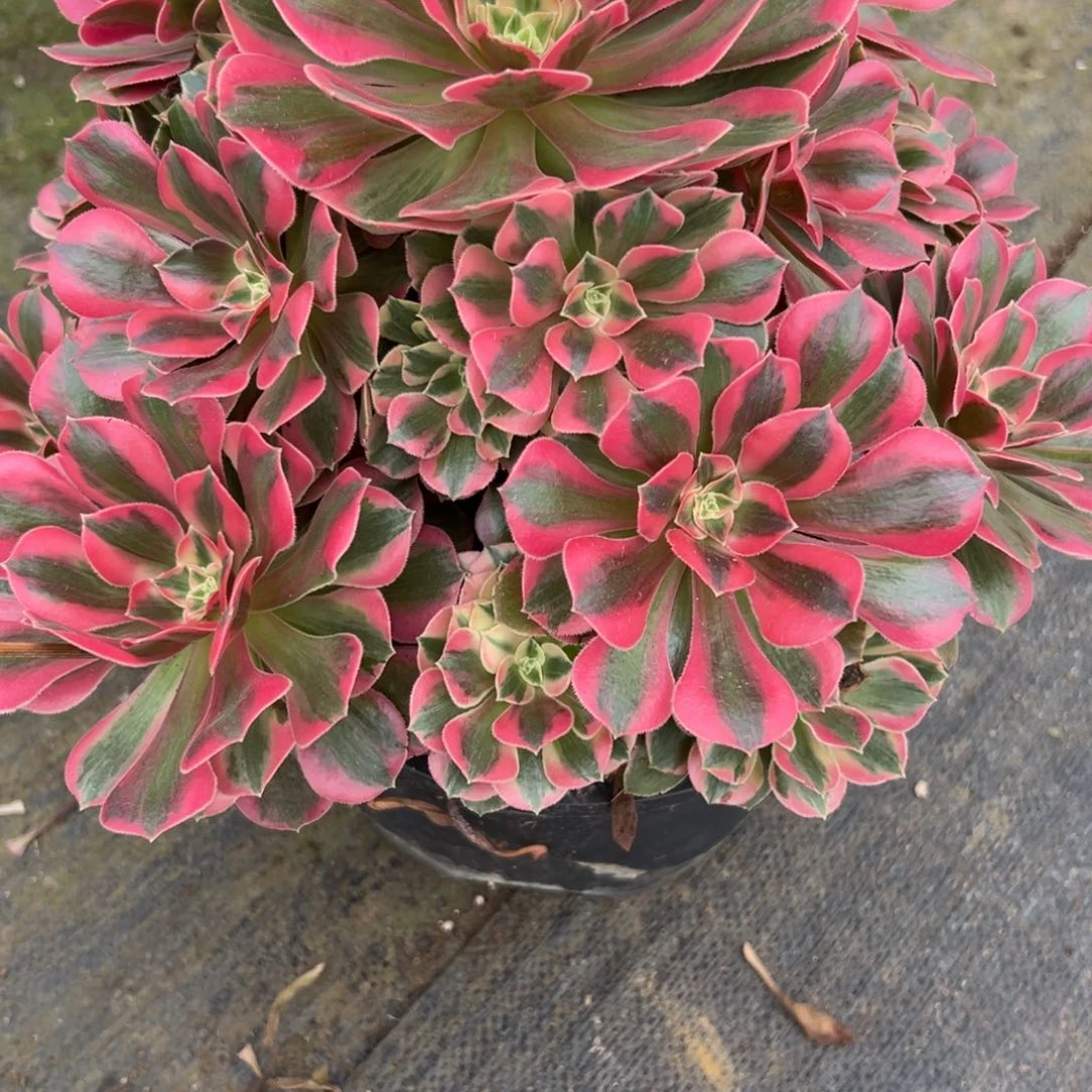 226粉女妖多肉多肉多肉多肉