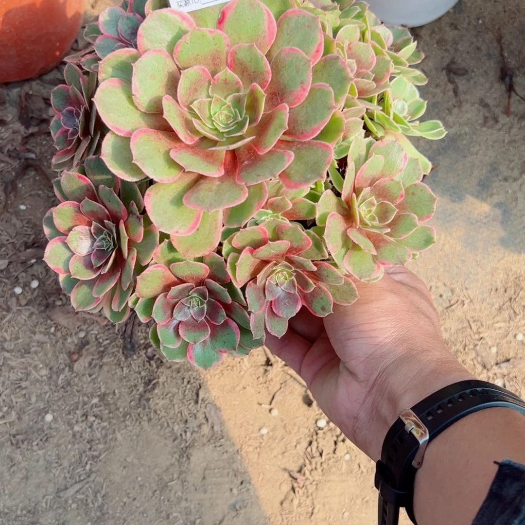 小****646粉花妖多肉植物法师