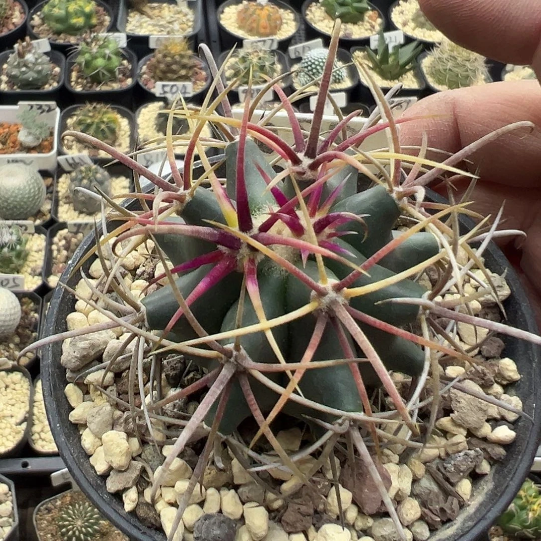 088虎头实生仙人球