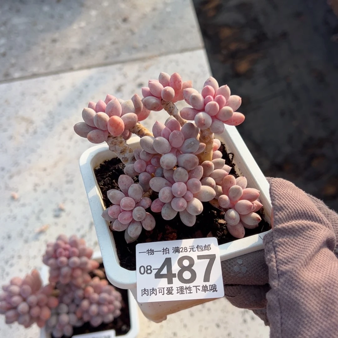 芬婴儿手指多肉多肉多肉多肉