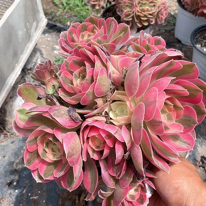 精控粉女巫带盆发货