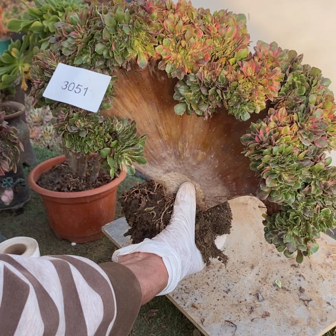 雨***荷3051号香妃缀化1颗