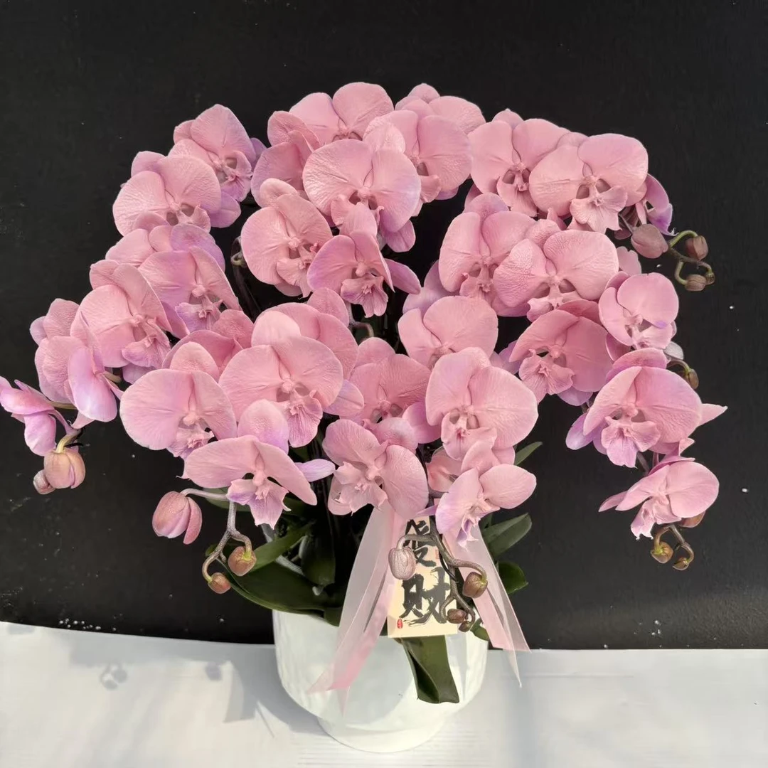 （火烈鸟粉）蝴蝶兰喷色晕染工艺花卉鲜花高级盆栽观花花卉