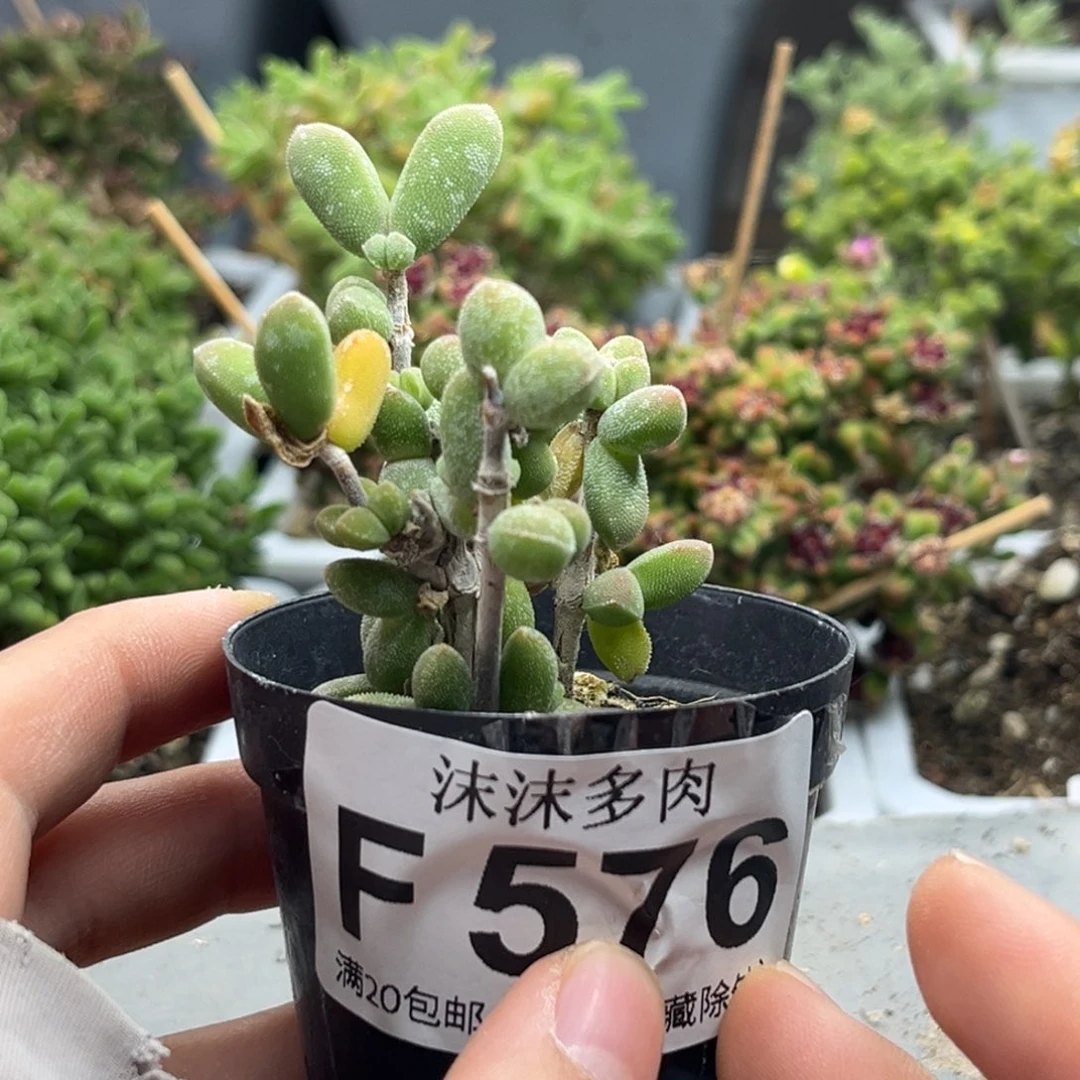 蚕宝宝 576。