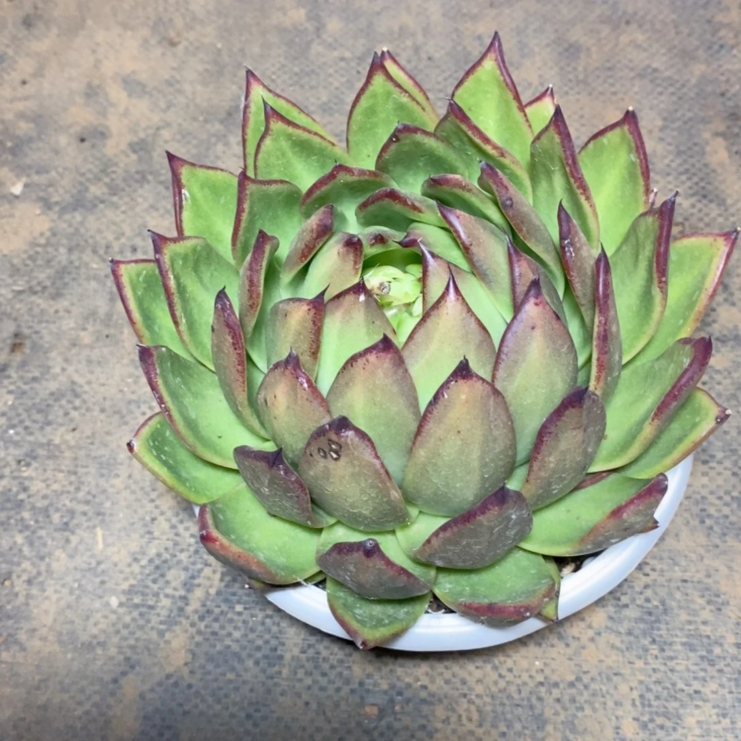 晚****福利新品晚风哥