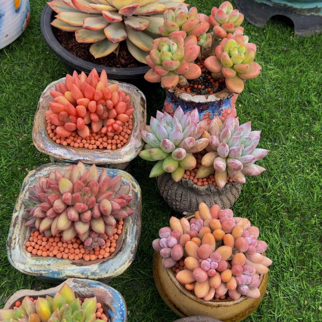 暧***)八颗一起多肉植物