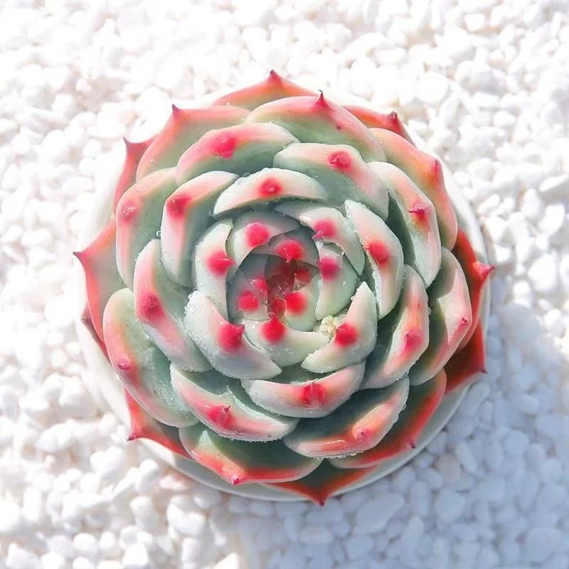 （凑满15包邮）吉娃娃多肉盆栽 6厘米育苗盆带盆栽好