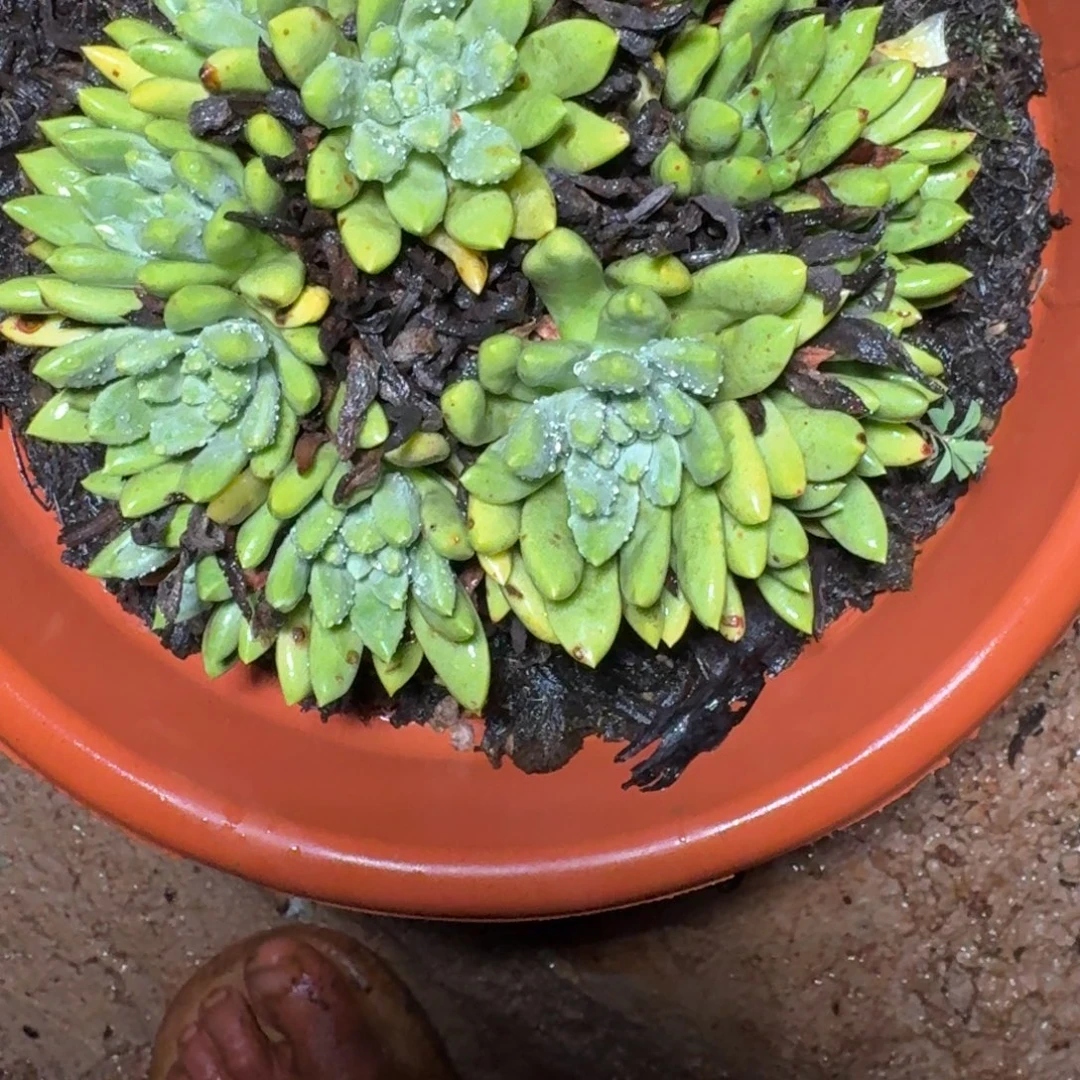 仙女杯多肉植物杂交