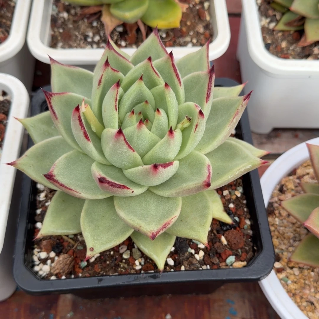 老板发财，老板请下单1