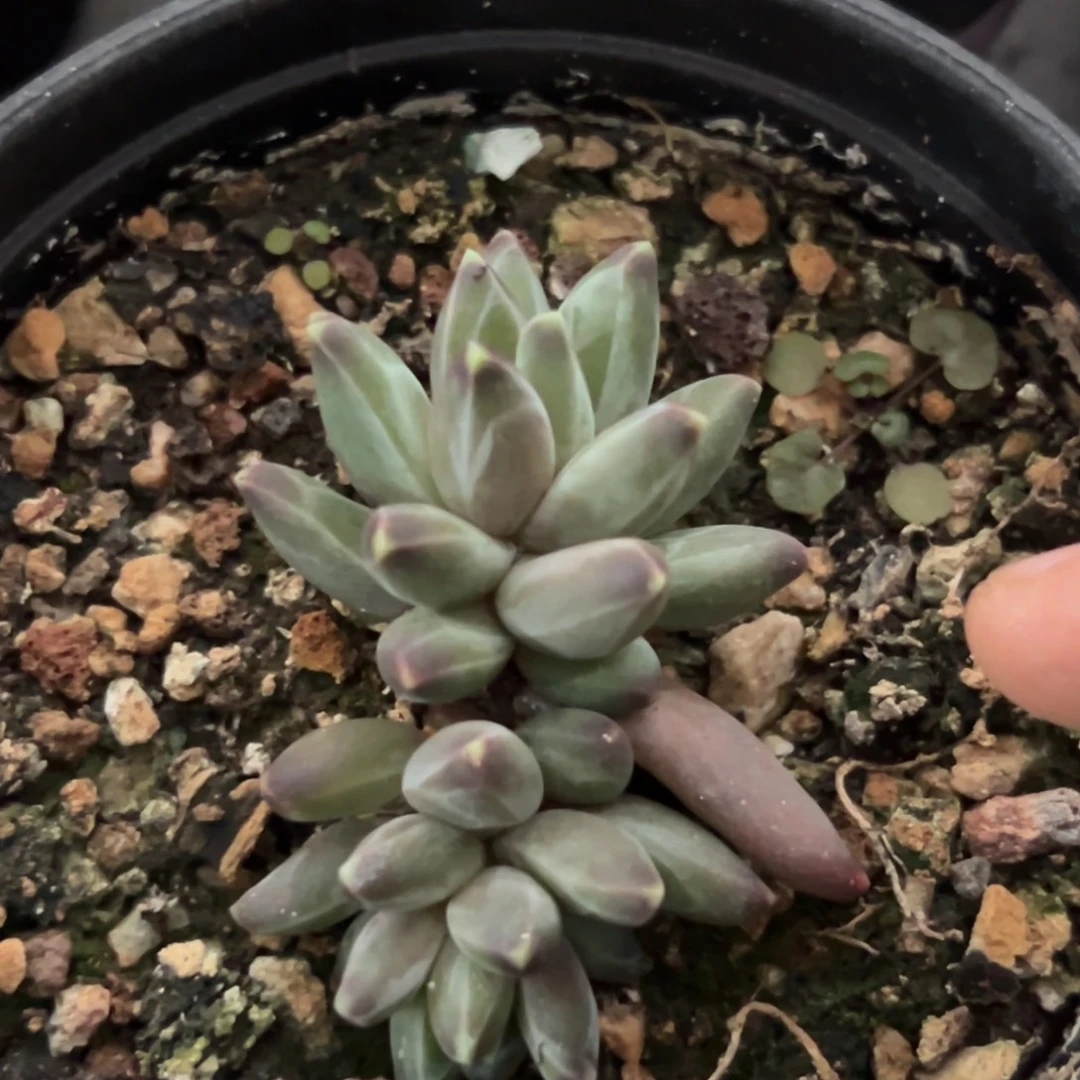 桔云多肉美人精品系列