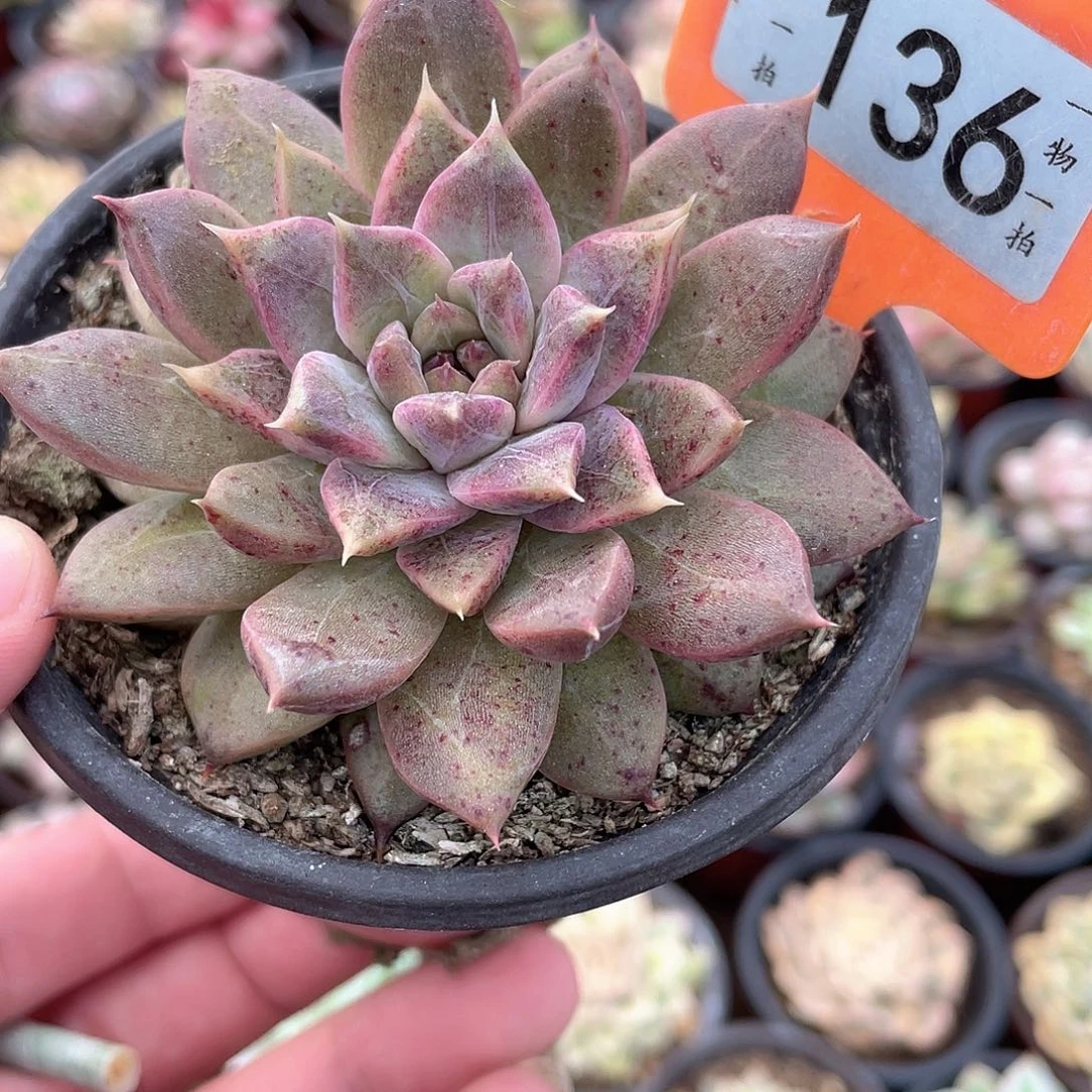 血斑136号多肉植物