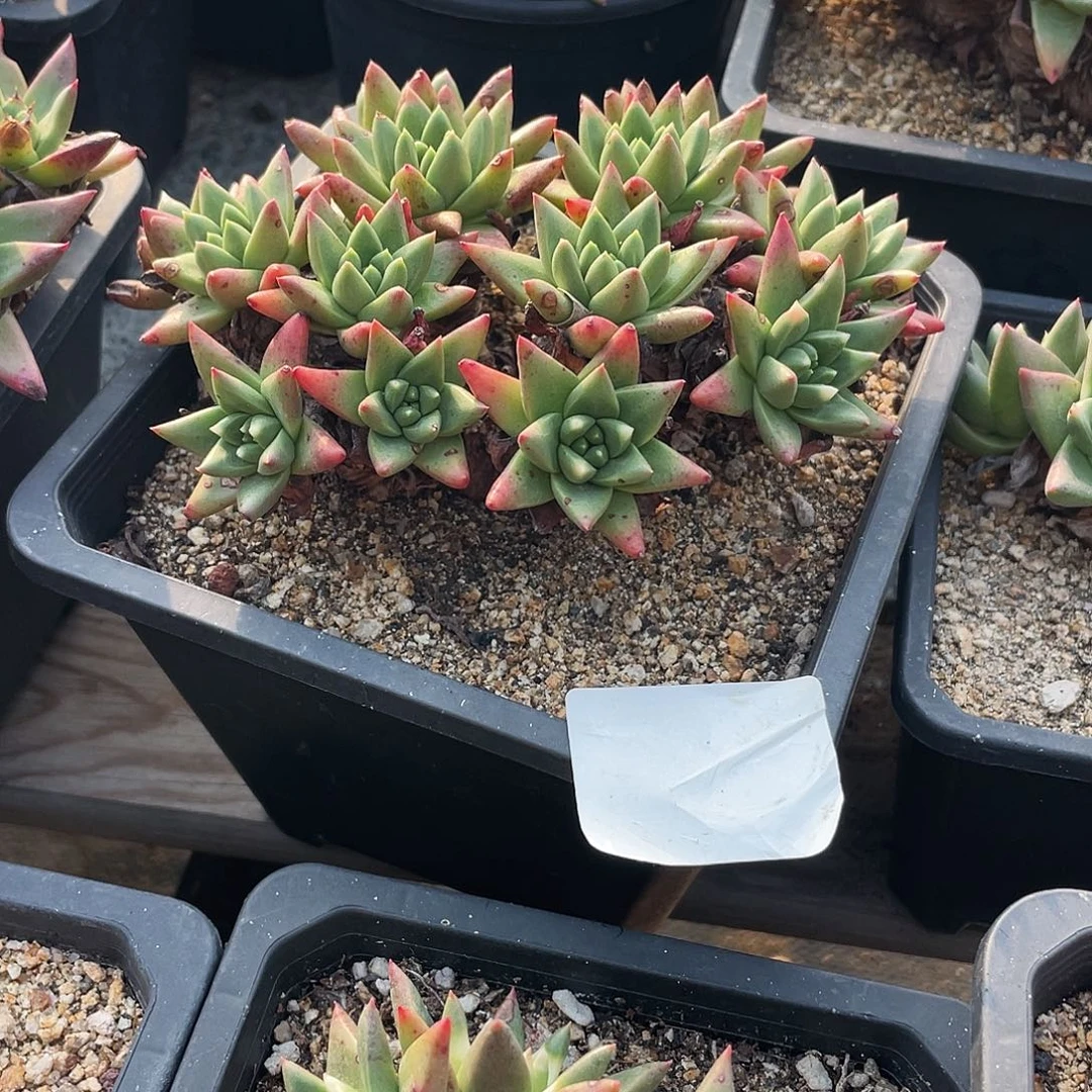 晨溪园艺仙女杯呀